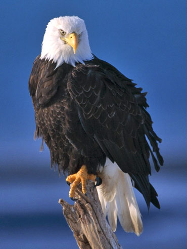 Eagle